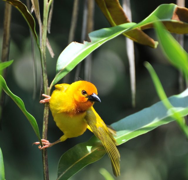 A Taveta weaver perched on a tree branch at Bahari Beach Hotel Nyali, enjoying a moment of relaxation amidst lush surroundings.