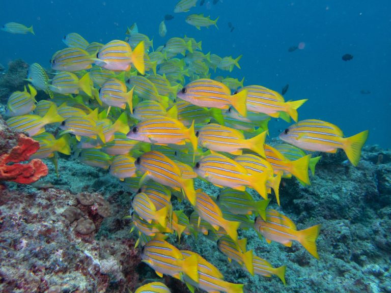 A school of fish deep inside the Indian ocean, off the shores of Mombasa,Nyali. Courtesy of Calico Jacks