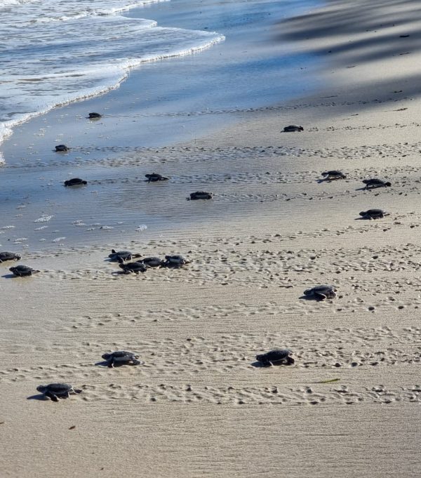 Young sea turtles young sea turtles moving across the bahari beach hotels beach.
