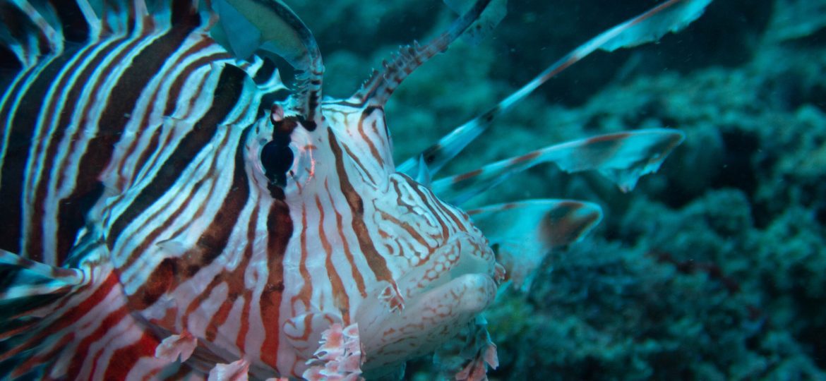 A marine species found beneath Mombasa Marine National Park.