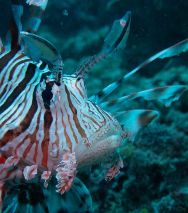 A marine species found beneath Mombasa Marine National Park.