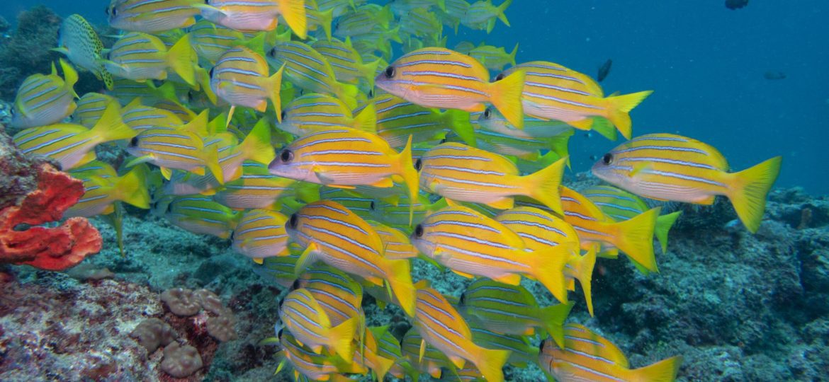 A school of fish below the Indian Ocean Mombasa Nyali.